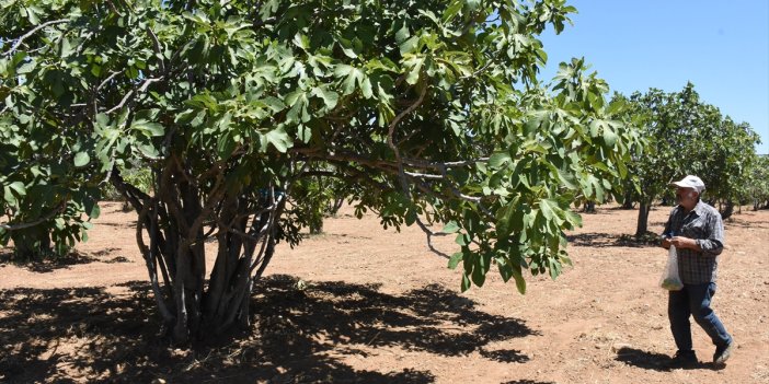 Aydın'da hasat heyecanına az kaldı: İncirde ilekleme dönemi bu yıl erken başladı