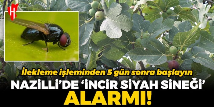 İlekleme işleminden 5 gün sonra başlayın! Nazilli’de ‘incir siyah sineği’ alarmı