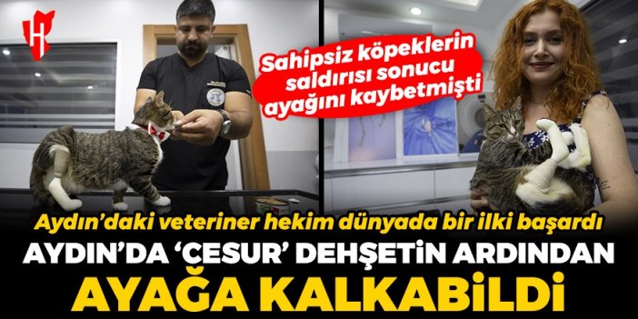 Dünyada bir ilk! Aydın'da sahipsiz köpeklerin saldırdığı Cesur adlı kedi son teknoloji ile ayağa kalktı