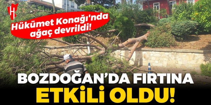 Bozdoğan'da fırtına nedeniyle ağaç devrildi