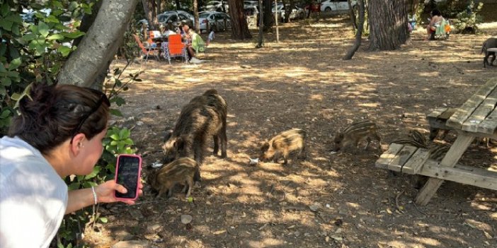 Milli Park’ta domuzlar koylara indi