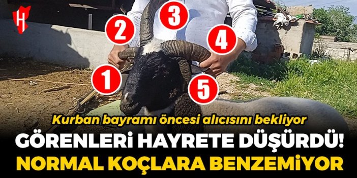 Görenleri hayrete düşürdü! 5 boynuzlu koç Kurban Bayramı öncesi alıcısını bekliyor