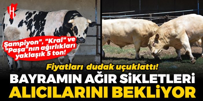 Kurban Bayramının ağır sıklet boğaları alıcılarını bekliyor!