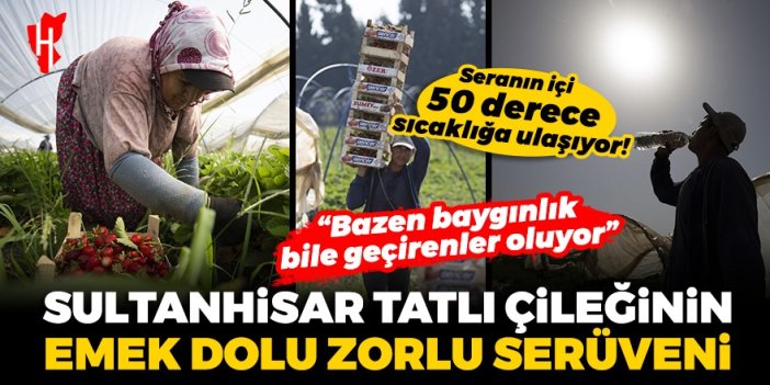 Sultanhisar tatlı çileğinin aşırı sıcaklarda emek dolu zorlu serüveni!