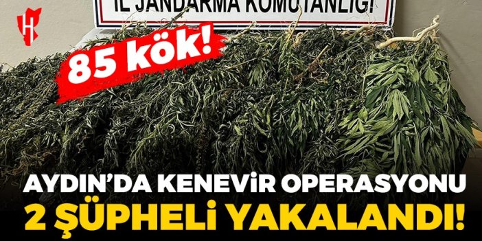 Aydın'da kenevir operasyonu: 2 şüpheli yakalandı