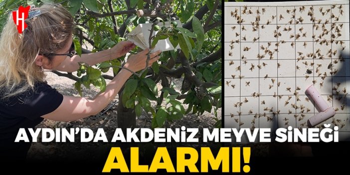 Aydın'da Akdeniz Meyve Sineği alarmı!