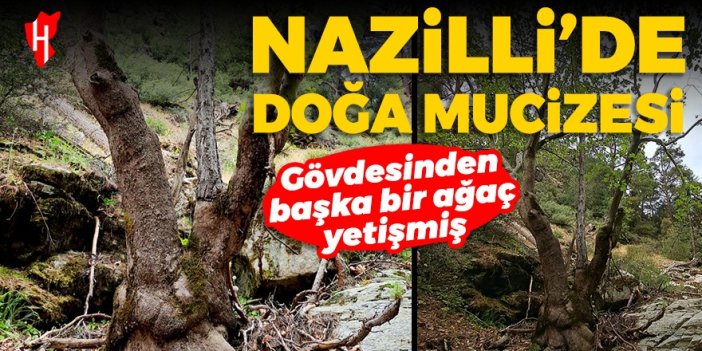 Nazilli’de doğa mucizesi! Gövdesinden başka bir ağaç yetişmiş