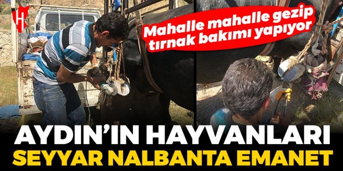 Mahalle mahalle gezip tırnak bakımı yapıyor! Aydın'ın hayvanları seyyar nalbanta emanet