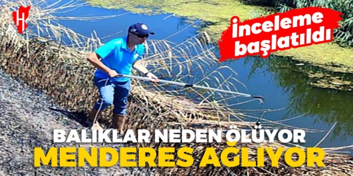 Balık ölümlerinin nedeni araştırılıyor!