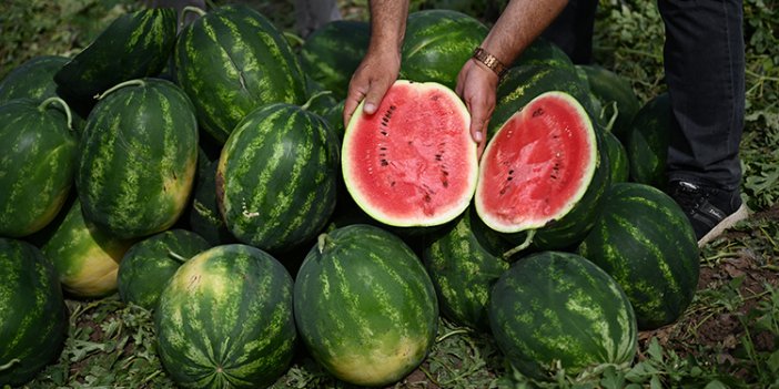 Adana'nın sıcağı Aydın'a yaradı: Karpuz hasadında arz talebi karşılamıyor...