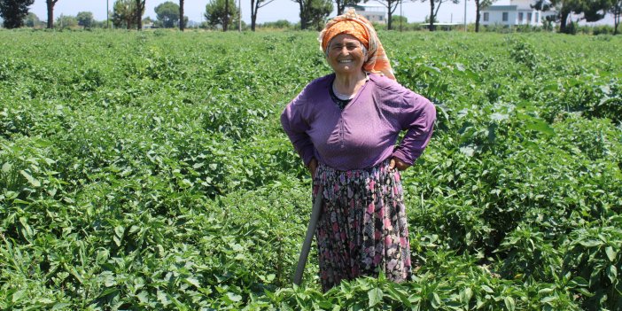 45 derece sıcaklık Aydınlı kadınları yıldırmıyor: Tarlada biber mesaisi başladı