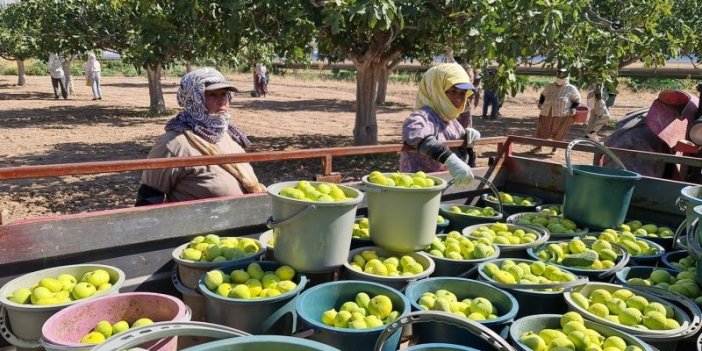 İncirde bir numarayız! Buharkent'te erkenci taze incir hasadı başladı... Hedef 100 milyon dolar gelir!