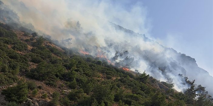 Söke’de Haziran ayında iki büyük yangın! Acı bilanço açıklandı