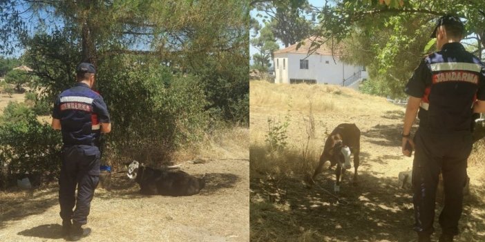 Aydın’da çalınan büyükbaş hayvanları ekipler buldu!