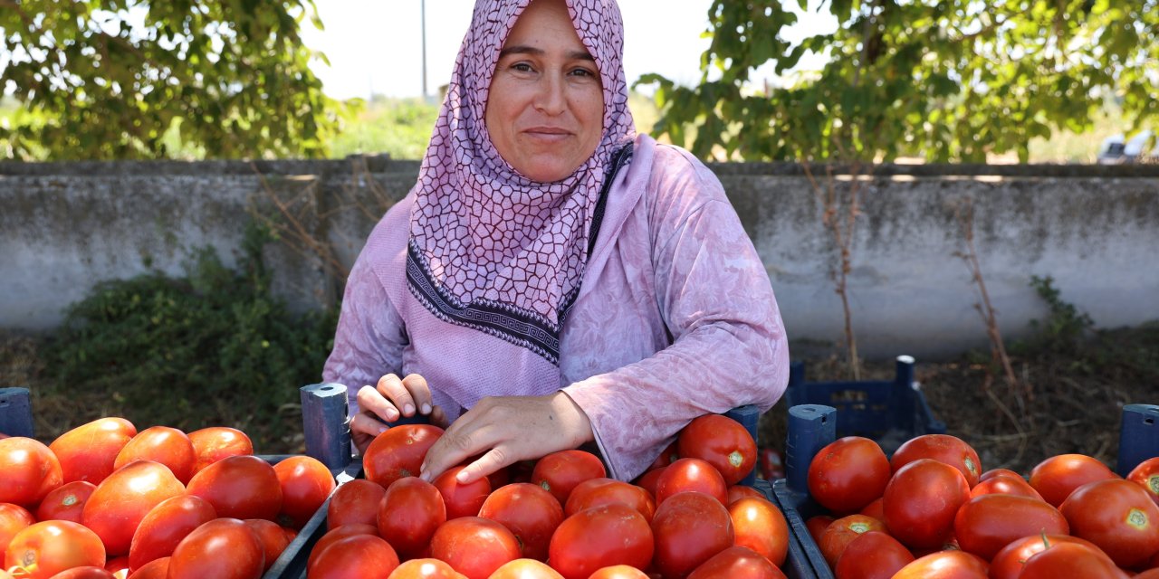 Domatesler hazır, Aydın’da salça sezonu başladı