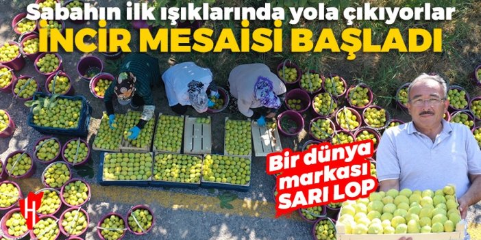 Dünyanın en lezzetli incirinde hasat dönemi başladı