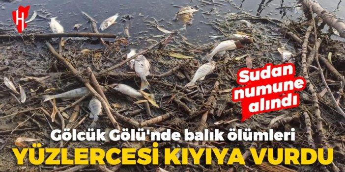 Gölcük Gölü'nde balık ölümleri tedirginlik yarattı