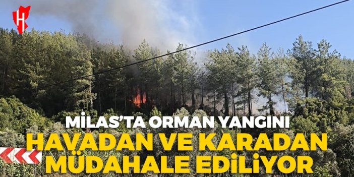 Milas'ta orman yangınına havadan ve karadan müdahale ediliyor