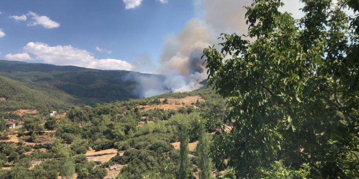 Aydın'da yeni bir orman yangını daha! Bölgeye ekipler sevk edildi