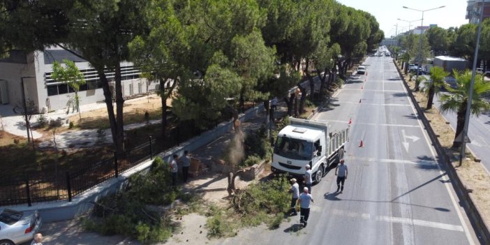 Nazilli'de tehlike saçan ağaçlar budandı