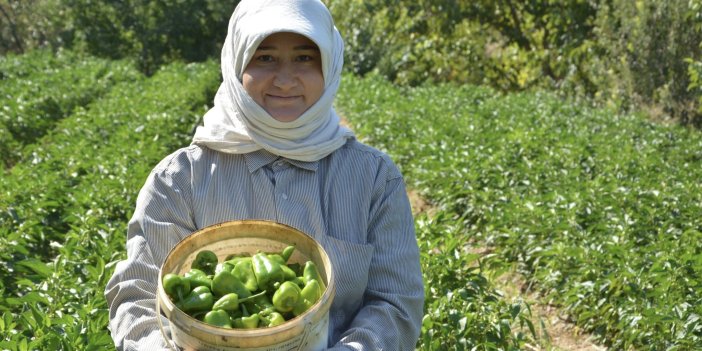 Bozdoğan’a ilk defa dikilen turşuluk kardolua biberinin hasadı yapıldı