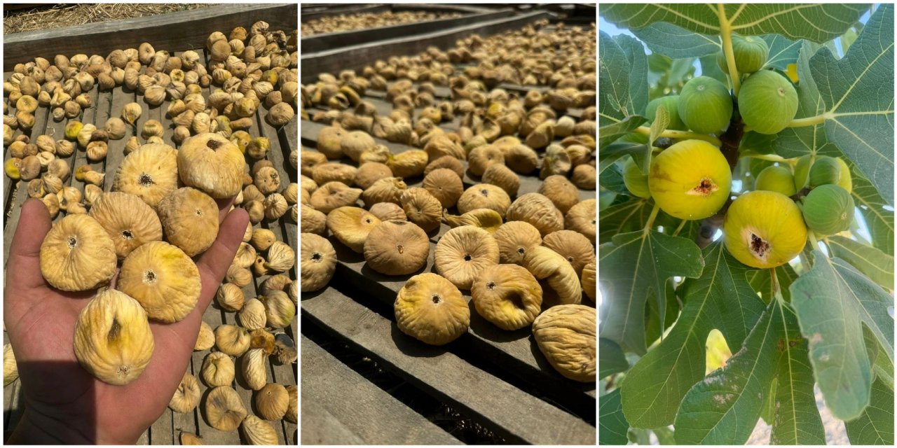 Aydın’da sıcaklıklar incir sezonunu öne çekti… Rekolte düşük, kalite yüksek