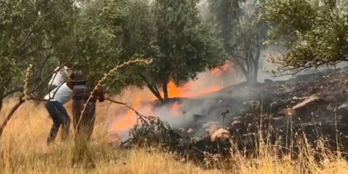 Zeytinlikte başlayan yangın ormana sıçradı