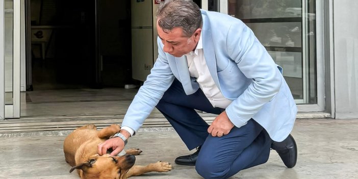 İlçe belediyesi sokak hayvanlarını sahiplendirecek! Kampanyaya ilk olarak belediye başkanı katıldı