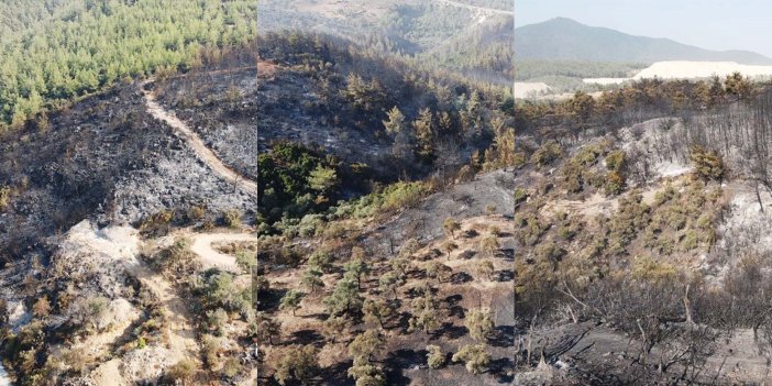 Yangının bilançosu çok ağır…60 hektar zeytinlik ve ormanlık alan zarar gördü