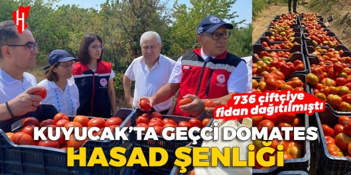 Kuyucak'ta domates heyecanı! Hasat töreni yapıldı