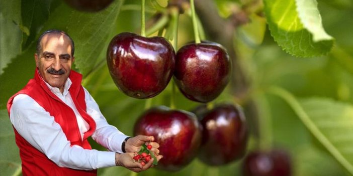 Kiraz ihracatından artış...209 milyon dolara ulaştı