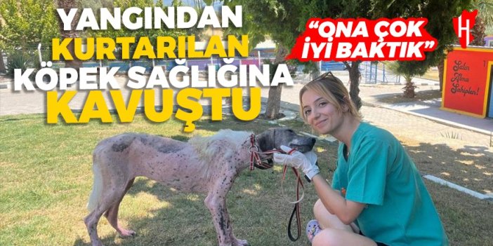 Kuşadası yangınından kurtarılan köpek sağlığına kavuştu