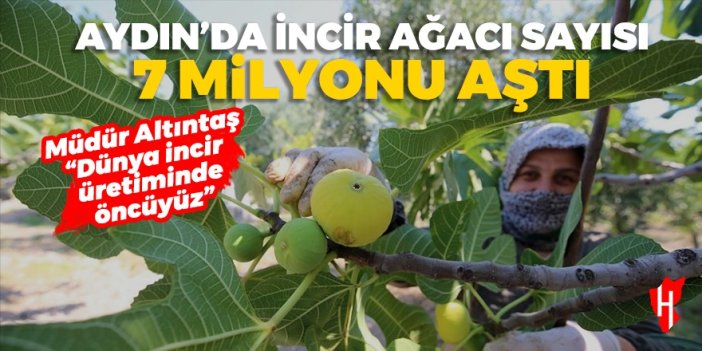 Aydın'da incir ağacı sayısı 7 milyonu aştı!