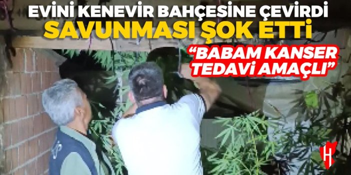 Evini kenevir bahçesine çeviren adamın savunması pes dedirtti