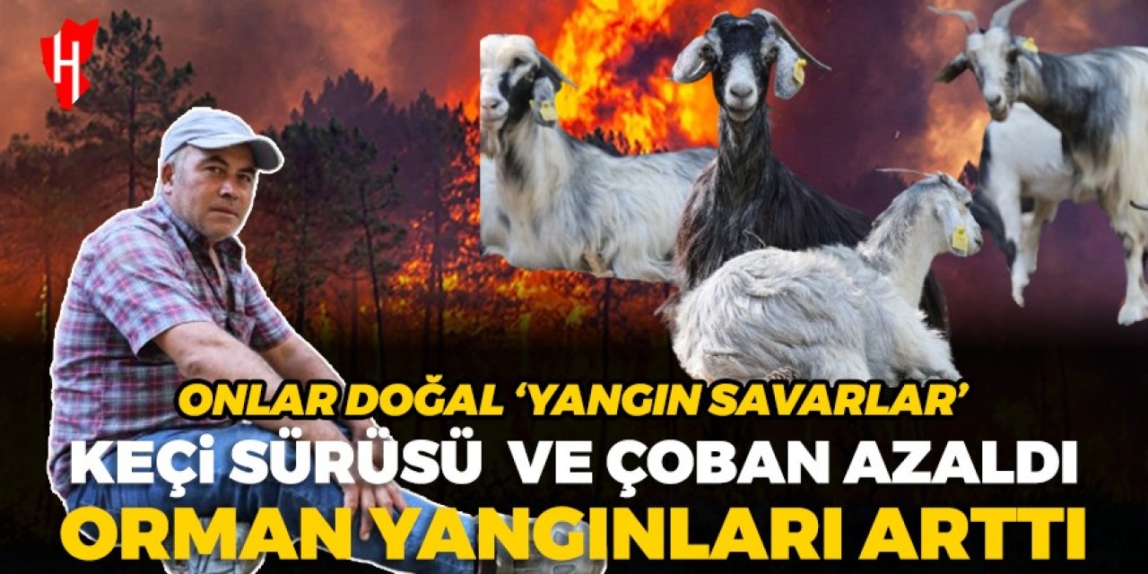 Aydınlı çiftçiden nokta tespit: Keçi sürüsü ve çoban azaldı, orman yangınları arttı