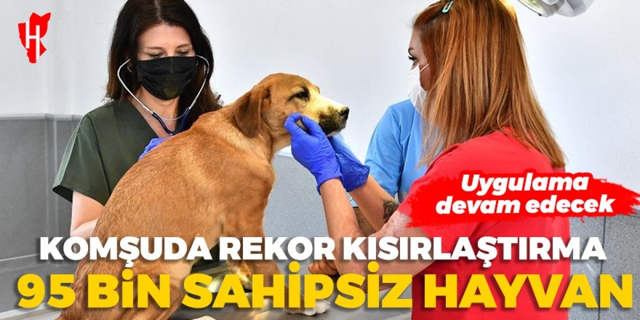 Komşu belediye bir yılda 95 bin sahipsiz hayvanı kısırlaştırdı