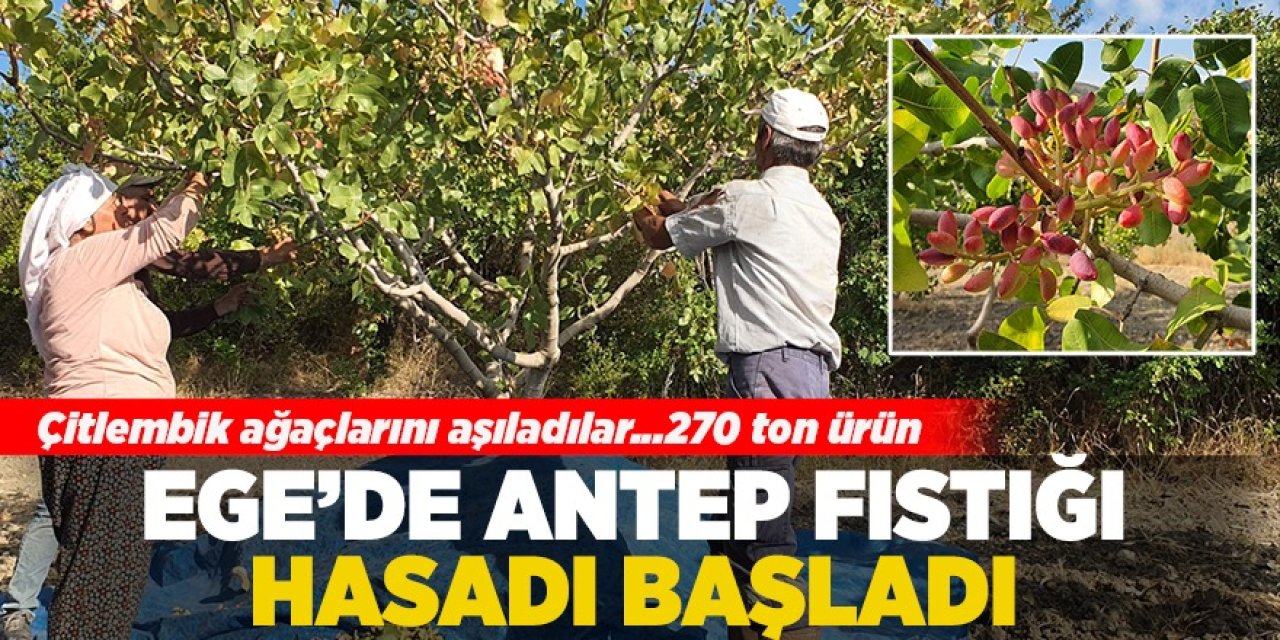 Ege'de Antep fıstığı hasadı başladı