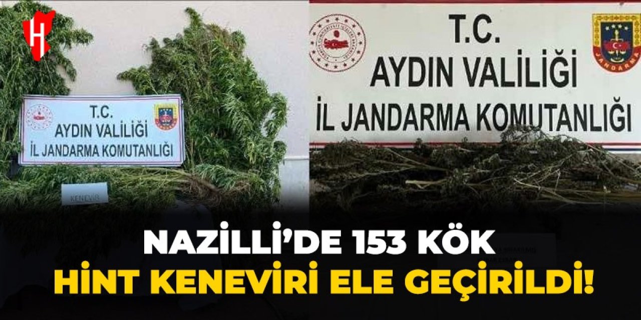 Nazilli’de 153 kök hint keneviri ele geçirildi!