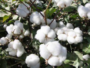 Söke Ziraat Odası’ndan Pamukta Kalite Denetimi Uyarısı