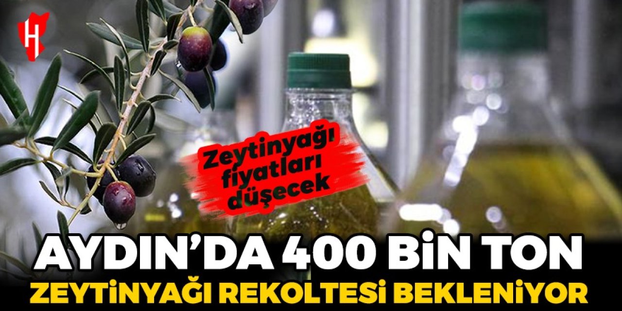 Aydın’da 400 bin ton zeytinyağı rekoltesi bekleniyor: Fiyatlar düşecek