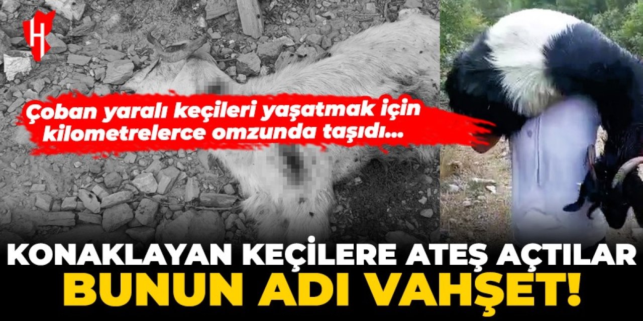 Bunun adı vahşet! Konaklayan keçilere ateş açtılar: 10 keçi telef oldu