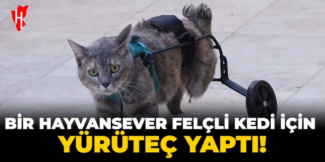 Bir hayvansever felçli kedi için yürüteç yaptı!