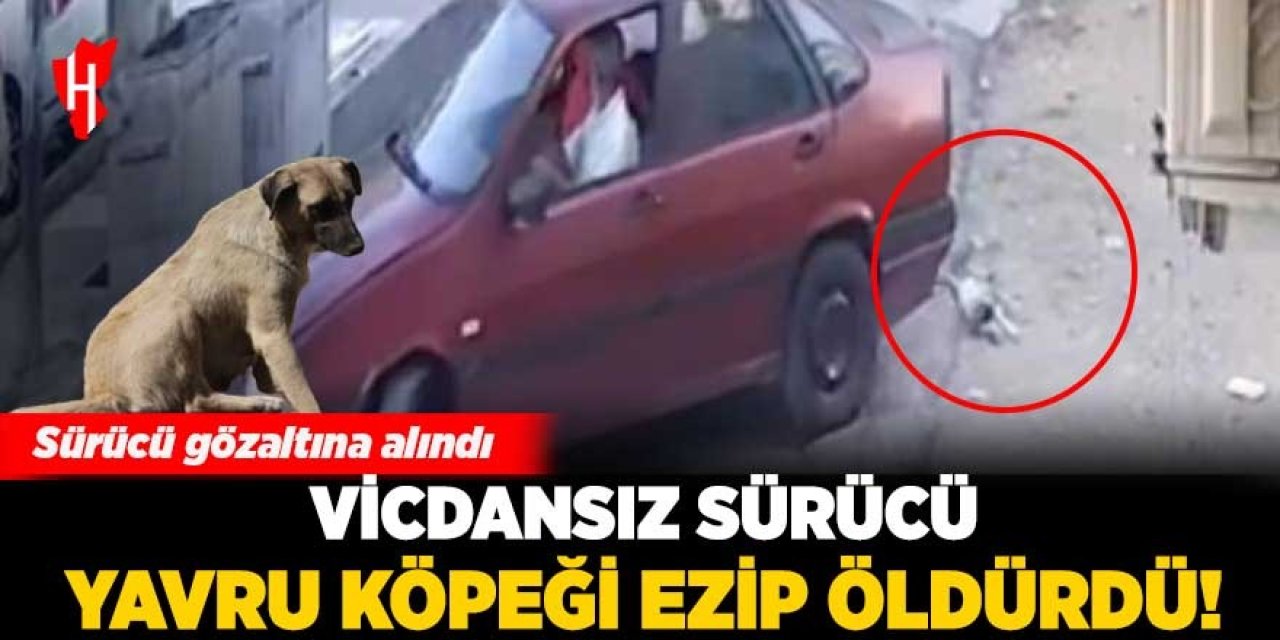 Vicdansız sürücü yavru köpeği ezip öldürdü: Sürücü gözaltına alındı