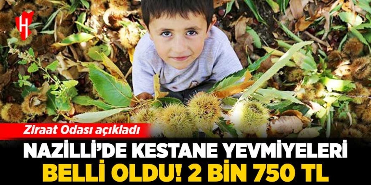 Ziraat Odası açıkladı: Nazilli’de kestane yevmiyeleri belli oldu