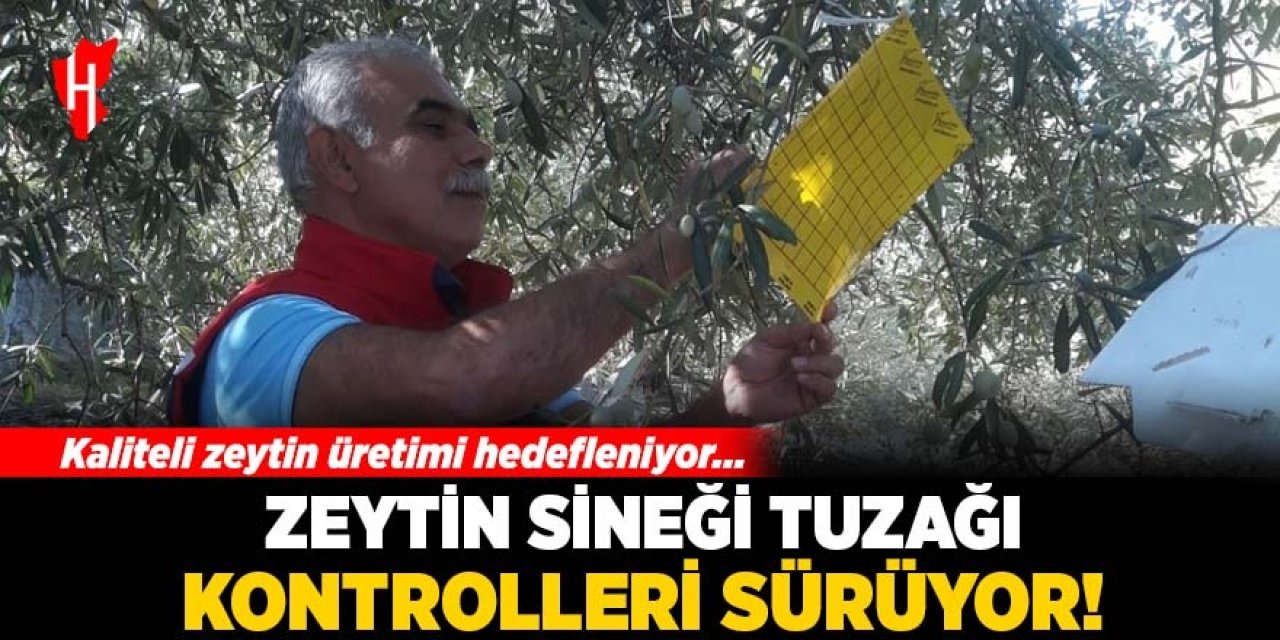 Zeytin sineği tuzağı kontrolleri sürüyor