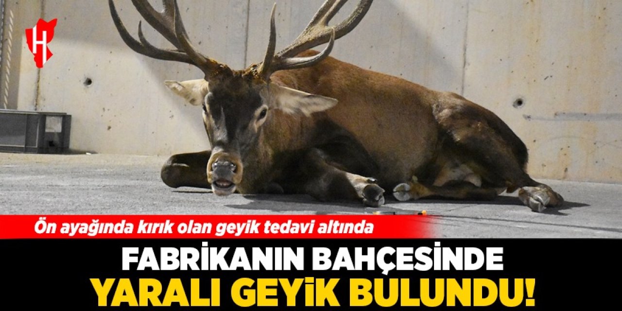 Fabrikanın bahçesinde yaralı geyik bulundu: Tedavi altına alındı