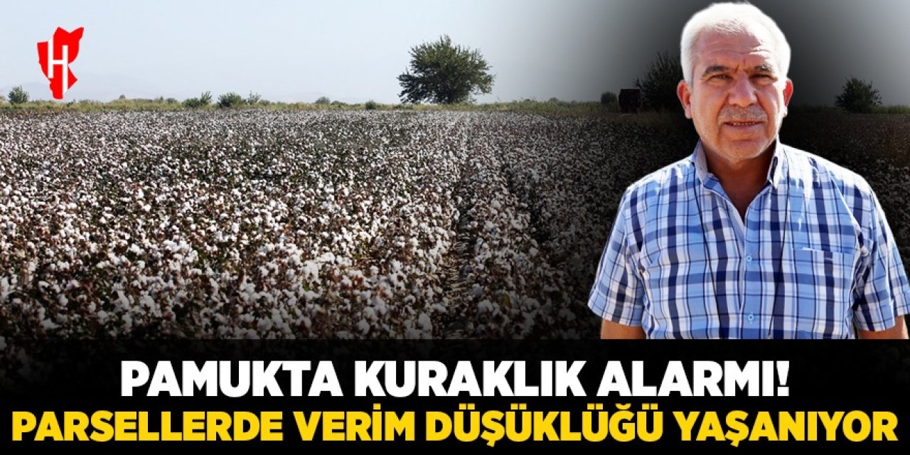 Pamukta kuraklık alarmı! Parsellerde verim düşüklüğü yaşanıyor