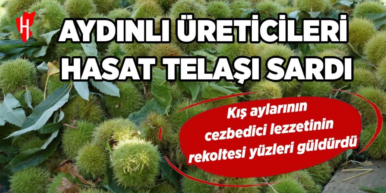 Aydınlı üreticileri hasat telaşı sardı: Kış aylarının  cezbedici lezzetinin  rekoltesi yüzleri güldürdü