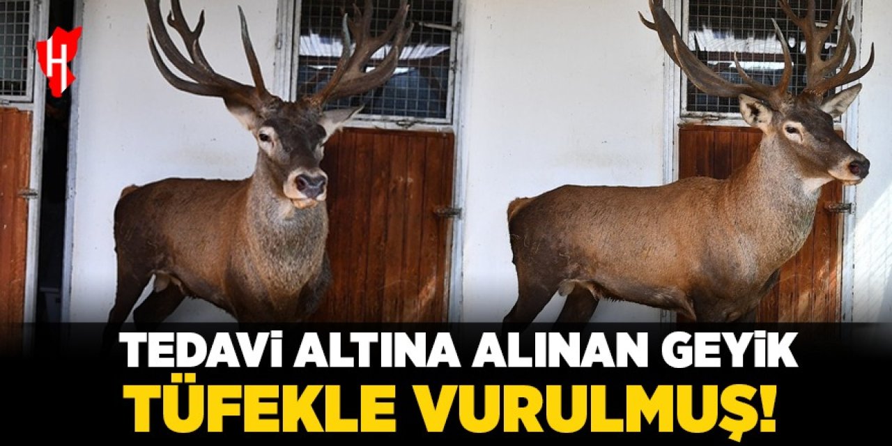 Tedavi altına alınan geyik tüfekle vurulmuş!