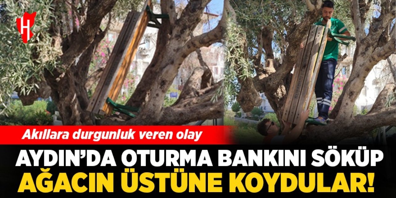 Aydın'da akıllara durgunluk veren olay! Oturma bankını söküp ağacın üstüne koydular